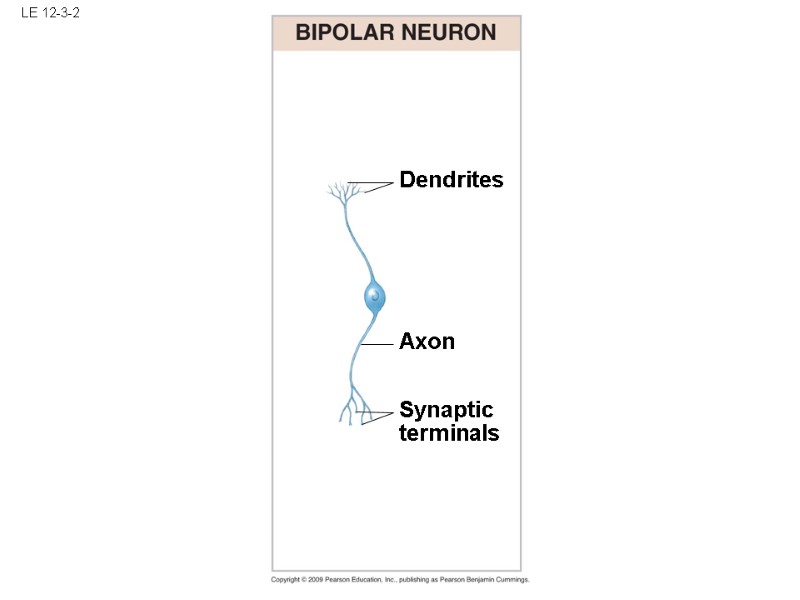 LE 12-3-2 Dendrites Axon Synaptic terminals